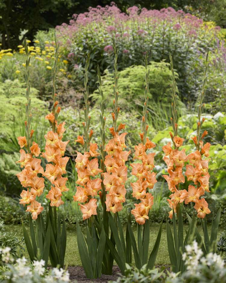 Gladiole ‘Olympic Flame’